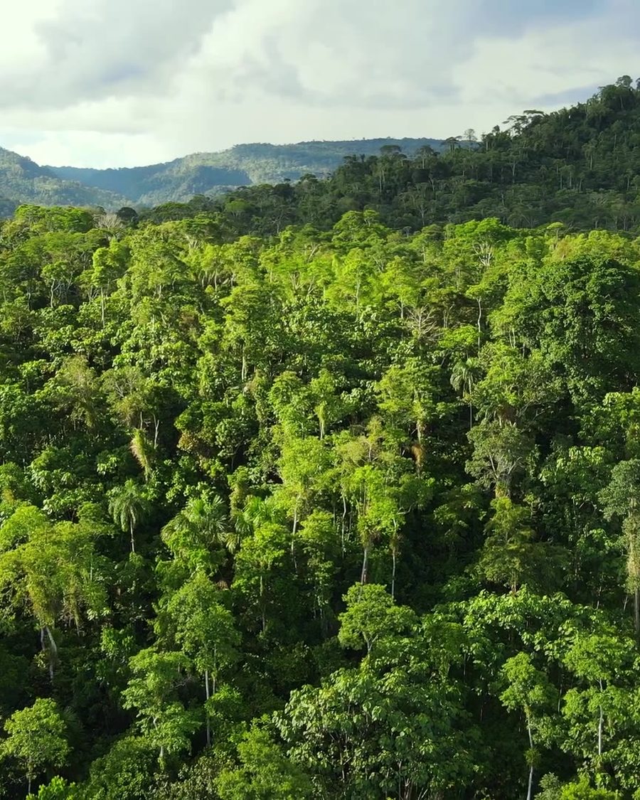 Rainforest canopy from the air, with forested hills behind