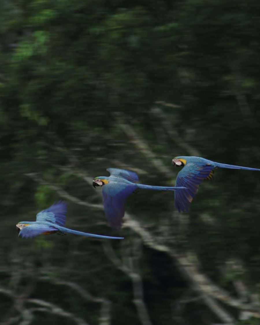 Three blue-and-yellow macaws flying over the forest in Brazil